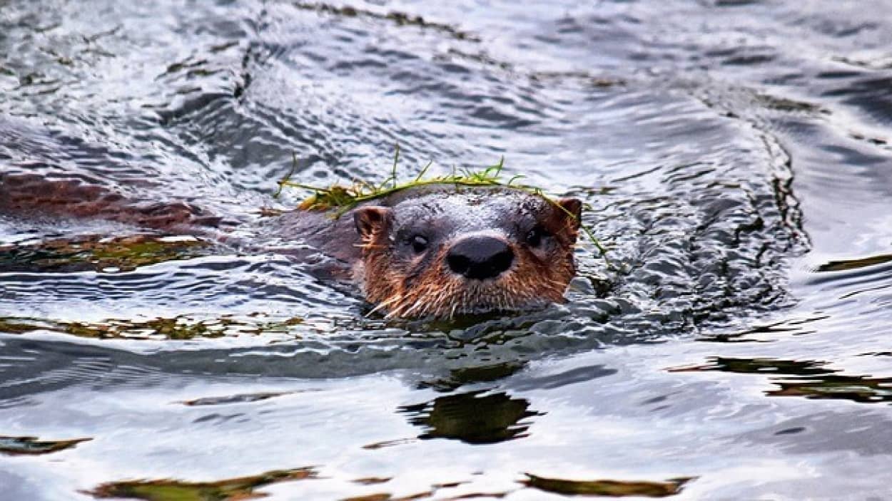 カワウソが人間を襲う事案