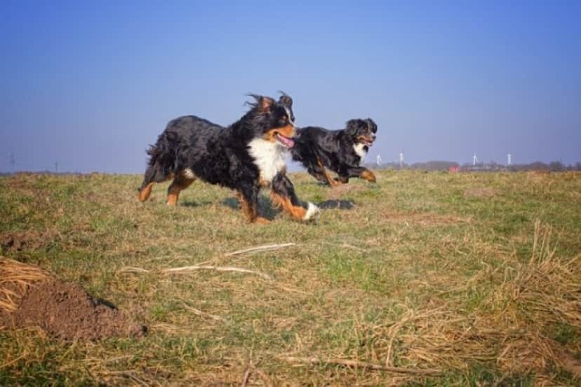 dog in heaven_e0