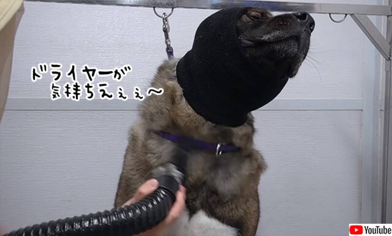 ドライヤーが好きなアメリカン・アキタ犬