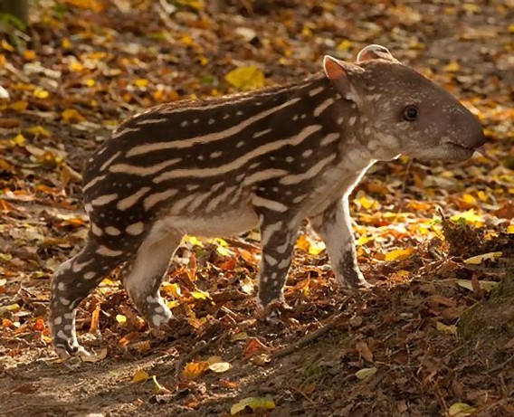 ウリ坊みたいで縞々かわいい アメリカバクの幼獣 カラパイア ウリ坊みたいで縞々かわいい アメリカバクの幼獣 カラパイア