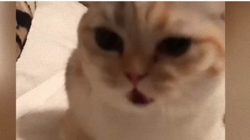 幸せならニャアと鳴こう 飼い主が歌うと合いの手を入れてくれるノリのいい猫 カラパイア