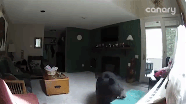 kuma5