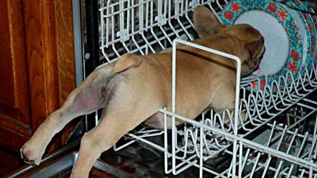 そんな使い方思いつかなかったよ 家具の用途に困惑しつつも使いこなしてみようとする動物たち カラパイア そんな使い方思いつかなかったよ 家具の用途に困惑しつつも使いこなしてみようとする動物たち カラパイア