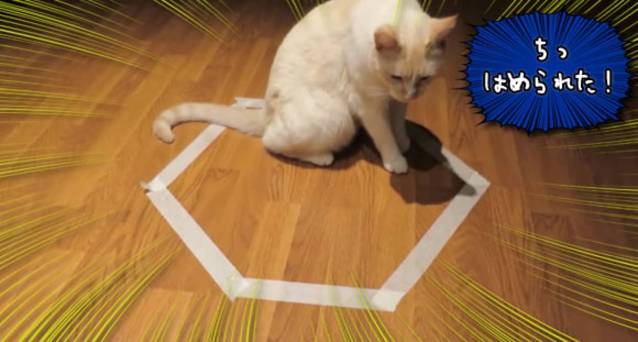 しまった 猫転送装置にうっかりホイホイしてしまった猫の猫による救出大作戦 カラパイア しまった 猫転送装置にうっかりホイホイしてしまった猫の猫による救出大作戦 カラパイア