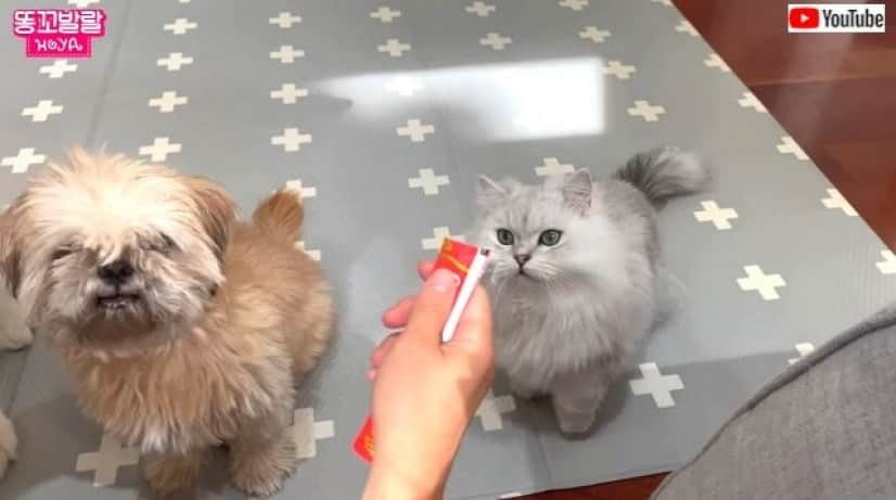 サモエド犬「早く早く！早く開けて！」見つけちゃったオヤツに心が 
