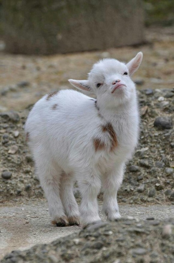 ぴょんかわ ヤギの赤さんのかわいさを堪能するの会 カラパイア