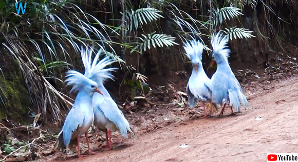 森の幽霊と呼ばれている、飛べない鳥「カグー」を知っているかい？