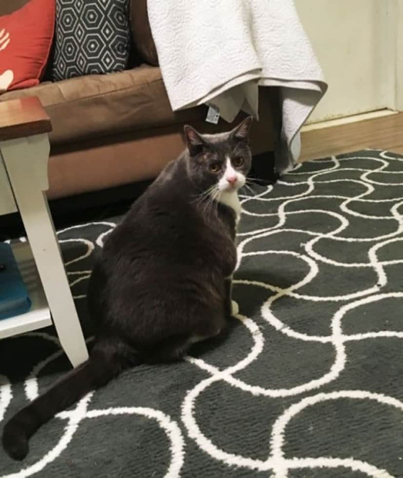 cat4_e