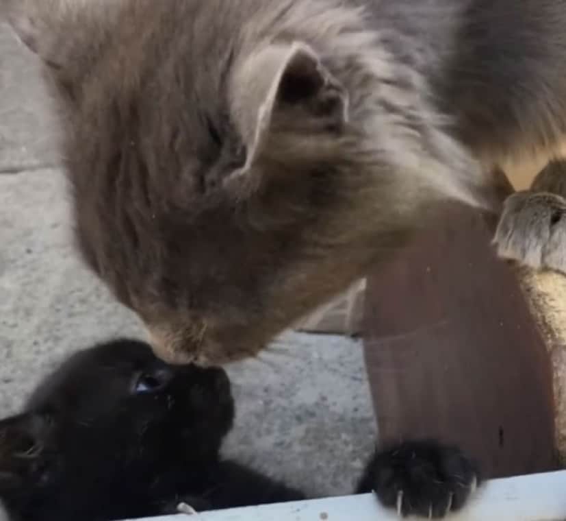 なんでやねんオブザイヤー 子猫にキスをしたら母猫の逆鱗に触れた猫 カラパイア