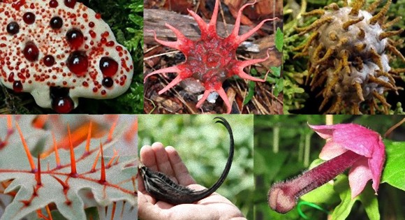 圧倒的存在感のある異様な形状をした10の植物 菌類 閲覧注意 カラパイア