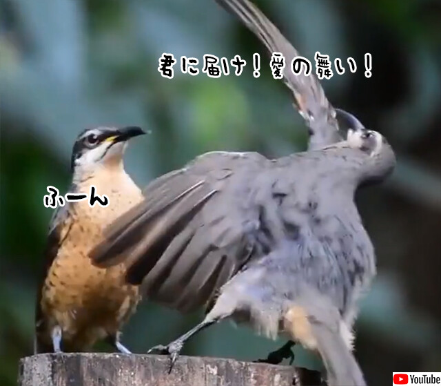 せつねぇ...オス鳥渾身の愛のダンス、メスにまったく響かず