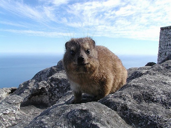 rock hyrax 25