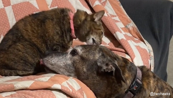 老犬が寝る前に必ず行う甘い儀式、猫に頭を差し出すところから始まるやさしい世界