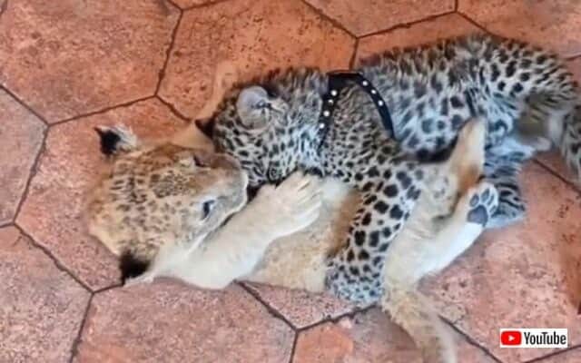 大きな子猫 いややっぱり小さなビッグキャットなのか ライオンとジャガーの子供たちがいちゃこら戯れる光景 カラパイア