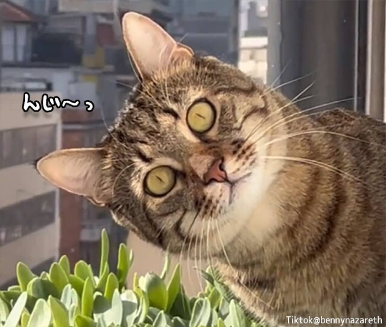 隣の猫にのぞかれていた件