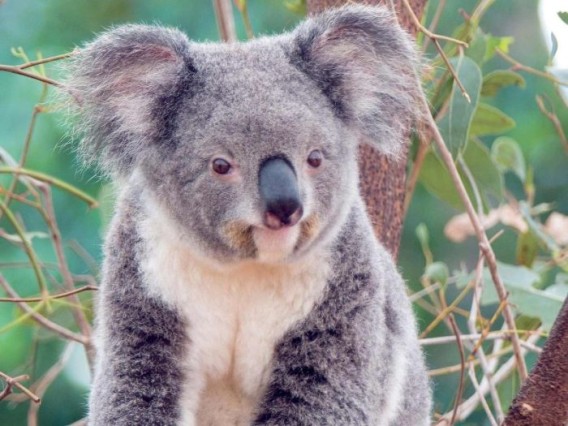 koala_01_e