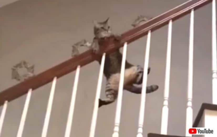 funniestcats6_640