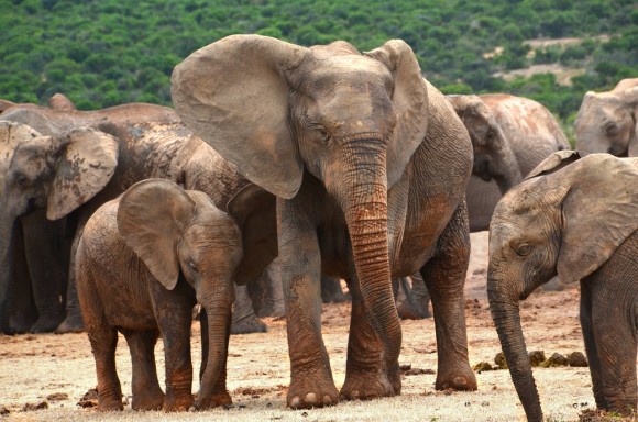 ケニアの象が倍に増える