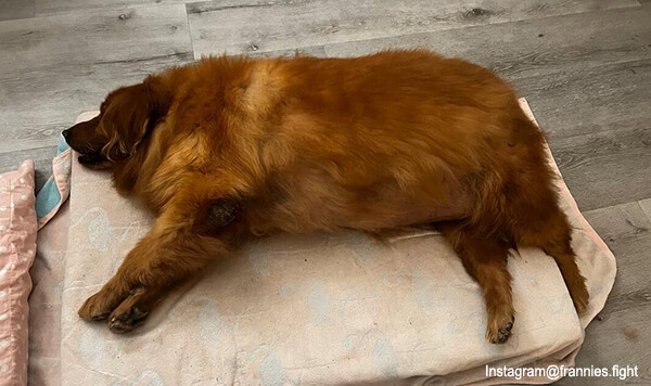 極度の肥満で飼い主に見放され安楽死寸前だったゴールデン・レトリバーを獣医学生が救う