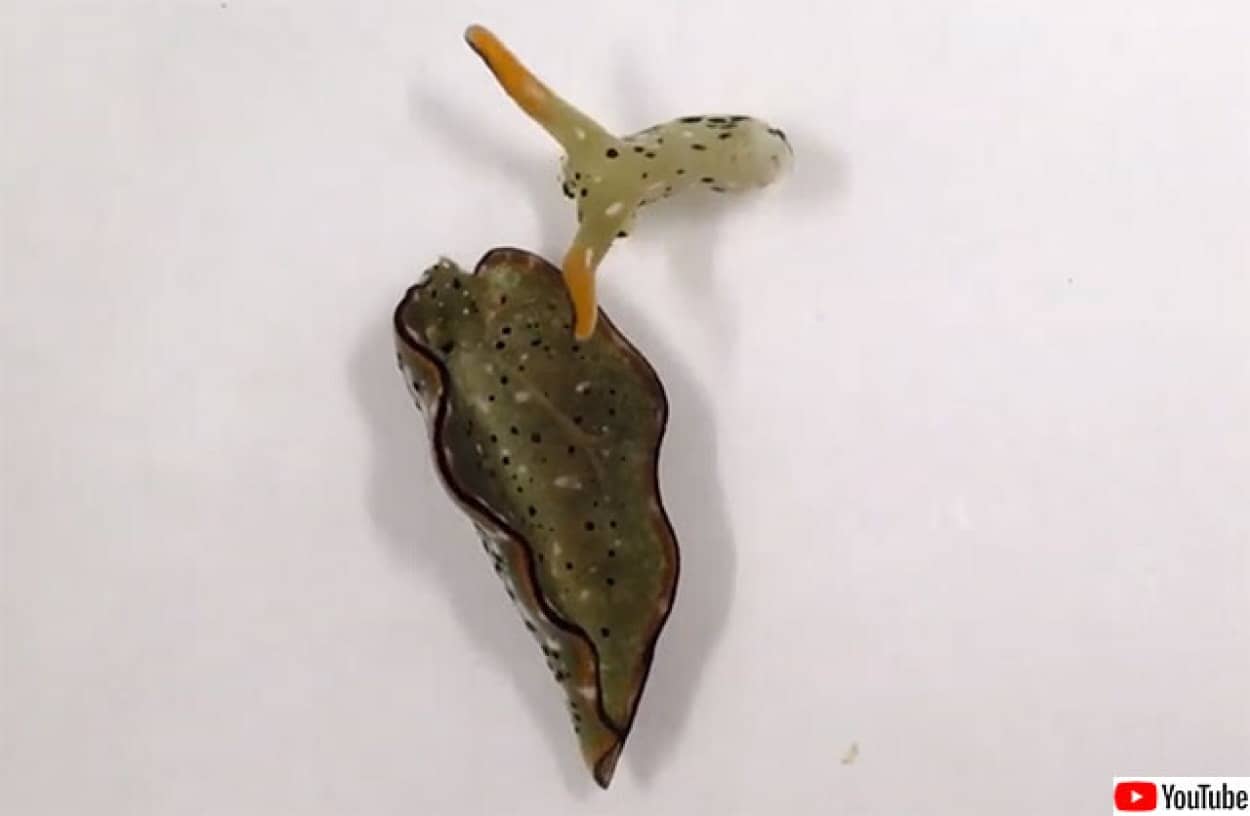 胴体を切り離し、頭部だけの状態から完全再生するウミウシを発見