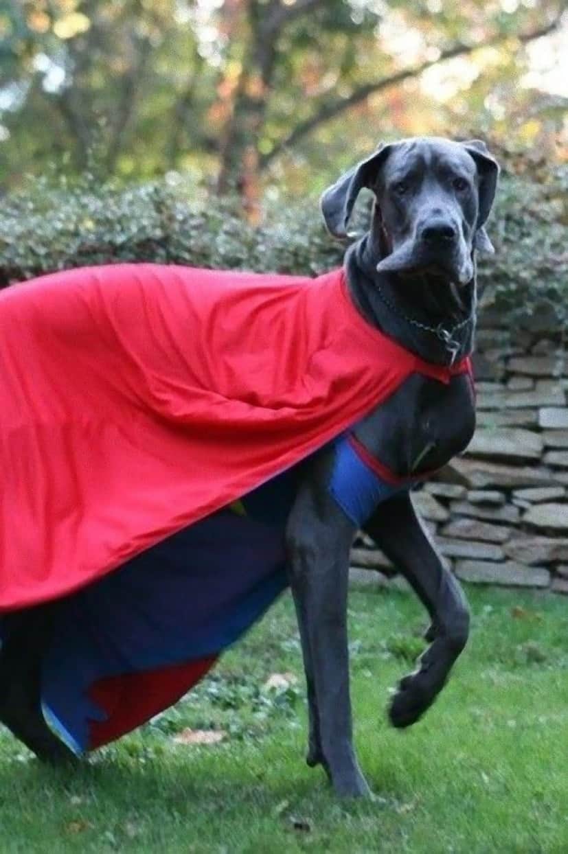 super_dane_e