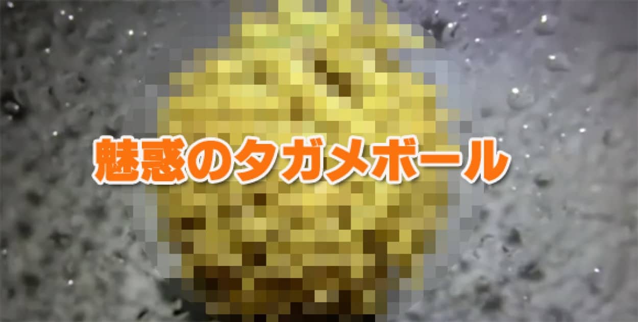 大きくなれよ 魅惑のタガメボールから続々と孵化していくタガメたちの映像 閲覧注意 カラパイア 大きくなれよ 魅惑のタガメボールから続々と孵化していくタガメたちの映像 閲覧注意 カラパイア