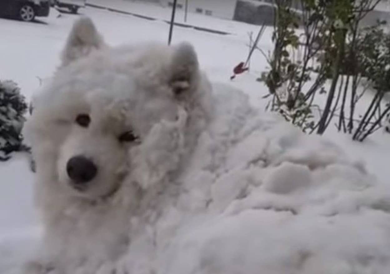 いつまでもこうしていたい 雪に埋もれ完全同化しても家に入りたがらないサモエド犬 カラパイア いつまでもこうしていたい 雪に埋もれ完全同化しても家に入りたがらないサモエド犬 カラパイア