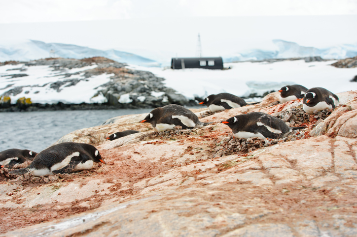 ペンギンたちに囲まれながらお仕事がしたい？南極の基地の郵便局で働く人を募集中