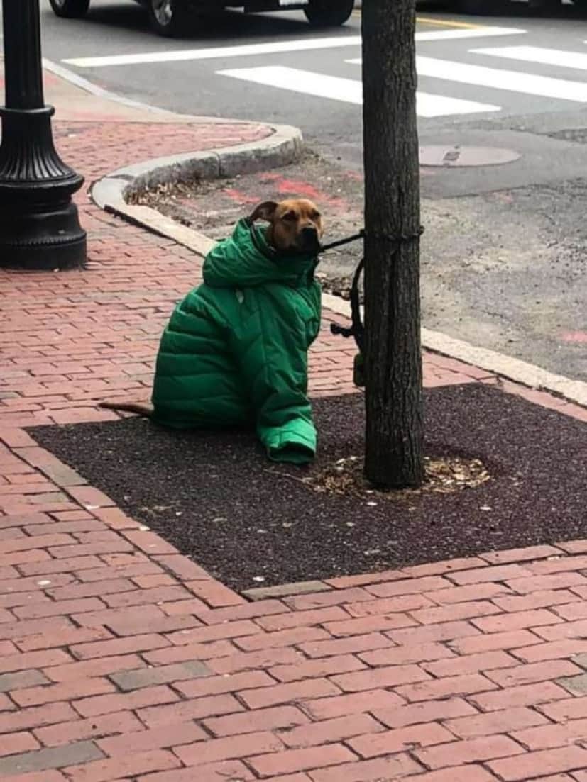 dog2_e0
