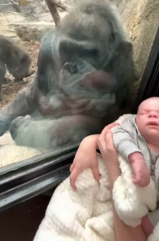 販売されてい ゴリラ 赤ちゃんを抱きしめる 大きなフレーム写真 Wat 5361 Br ゴリラ 抱っこベイビー Br ゴリラを抱きしめる 春のコレクション Fundimazza Com Br