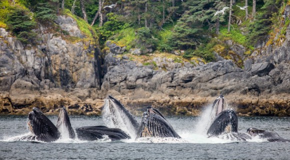 日本の捕鯨はクジラ保全最大の脅威ではない。アメリカとカナダは自分たちの有害な行為に目を向けるべきだとするアメリカの研究者