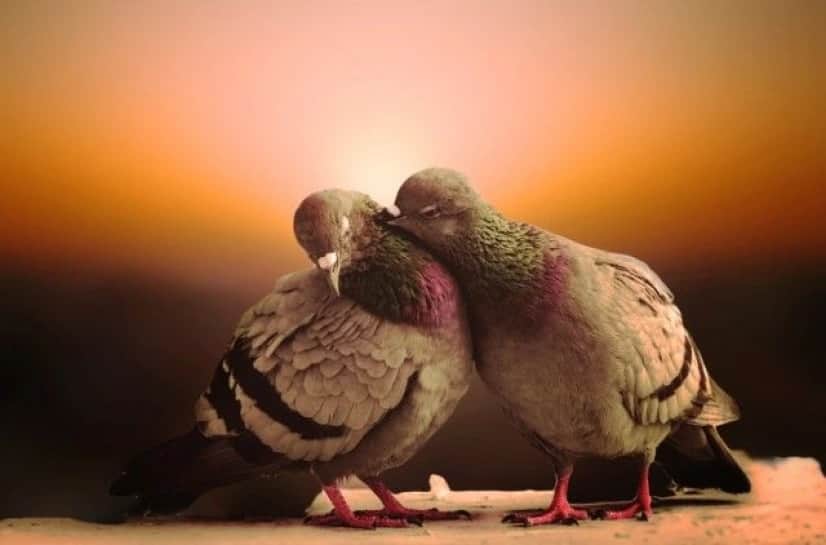 cuteanimals11_e