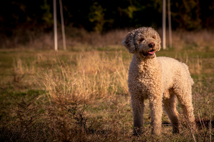iStock-500004576