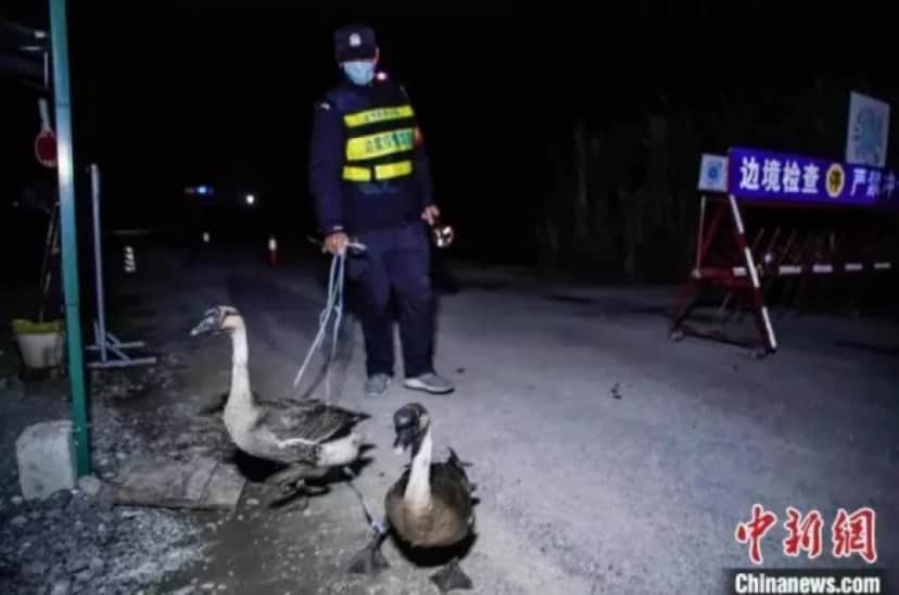 geese1_e