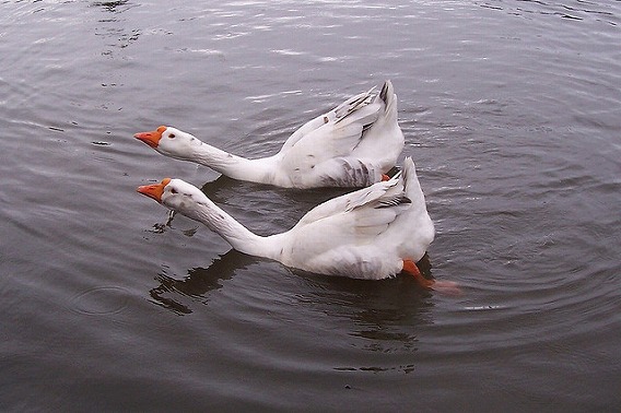 synchronized swimming animals 21