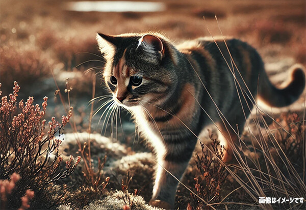 1年間行方不明だった猫が約1000km離れた場所で発見され、飼い主の元へ