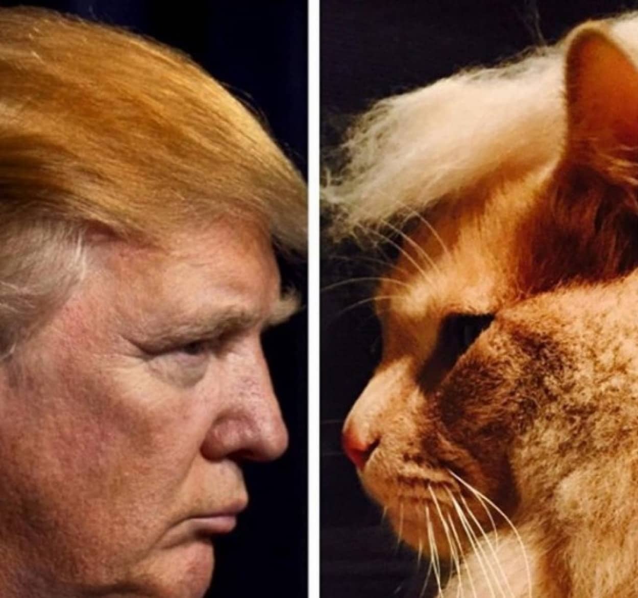 西洋あたりでは猫に抜け毛をかぶせてドナルド トランプごっこが流行っているらしい カラパイア