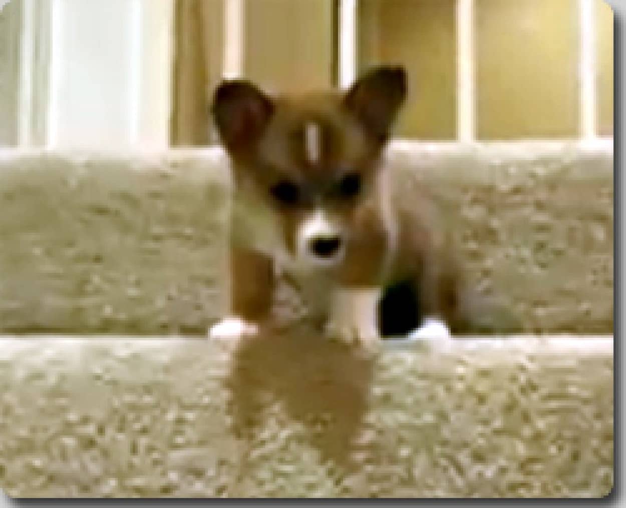 子犬のバターボールちゃん はじめての階段 カラパイア