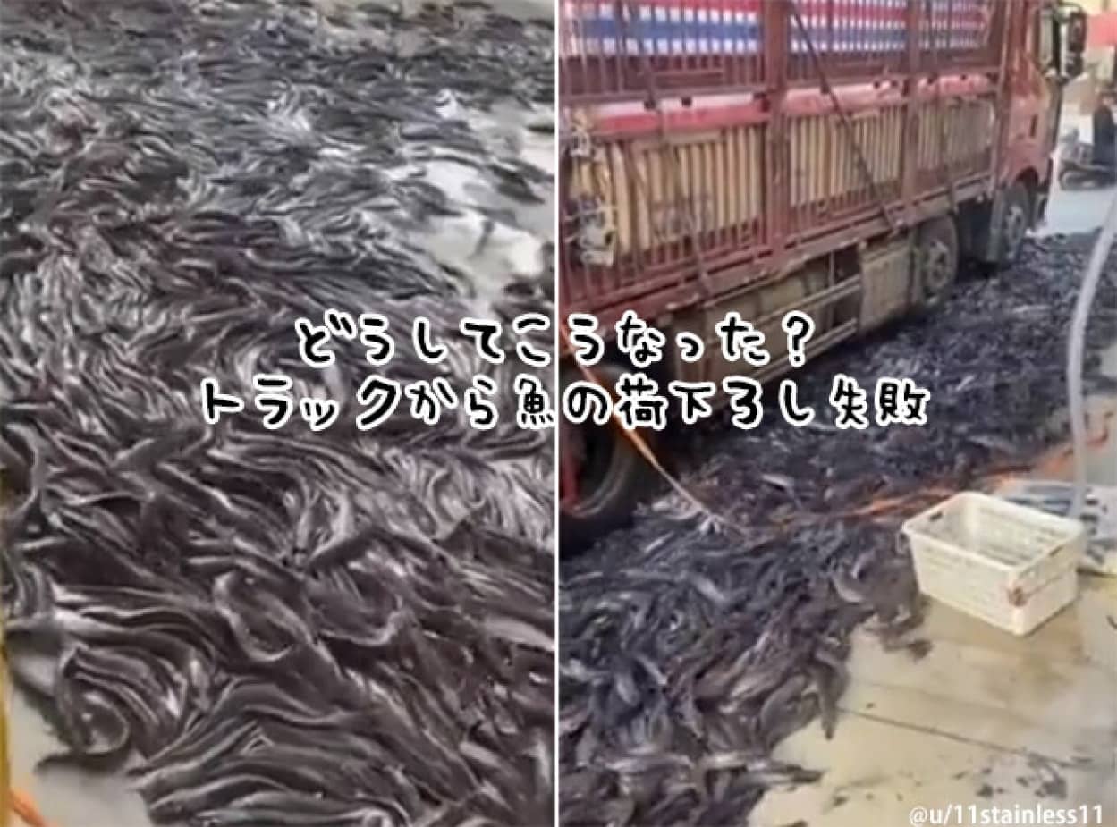 魚の荷下ろし失敗、大量の魚が地面を覆う