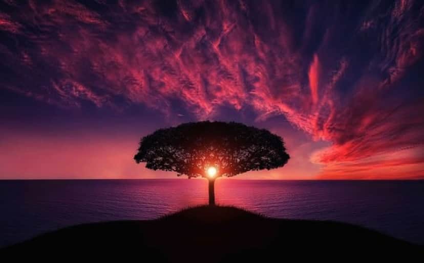 tree-736885_640_e