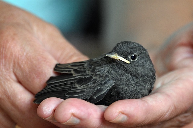 common-redstart-6388494_640