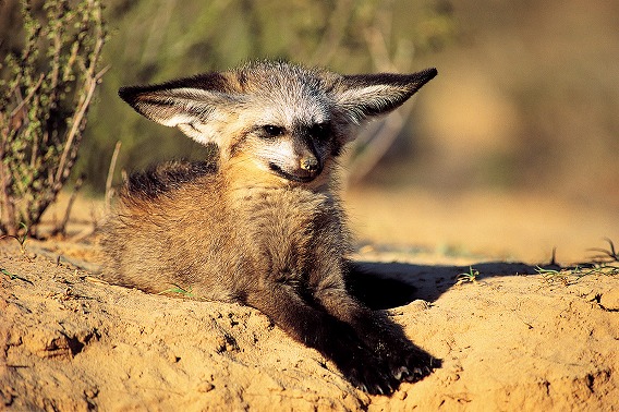 Bat-Eared Fox The Kalahari