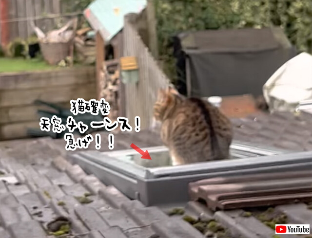 猫が天窓に座ると確変モードに突入、階段を駆け下り向かった先は？