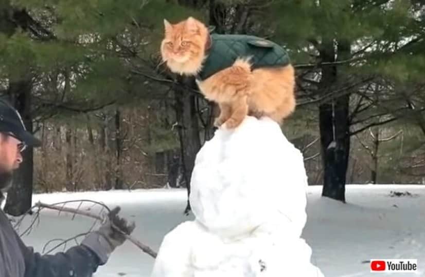 catsreactingtosnow6_640