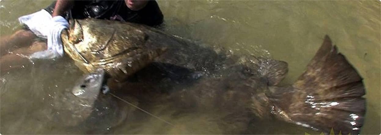 この巨大魚はどこのどいつ カラパイア この巨大魚はどこのどいつ カラパイア