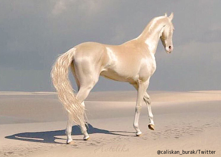 ピンクゴールドに輝く毛をもつ 黄金の馬 アハルテケの圧倒的存在感 カラパイア