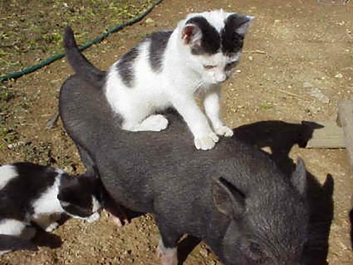 あと乗せサクサク 動物の上に乗る動物たちの画像特集 カラパイア あと乗せサクサク 動物の上に乗る動物たちの画像特集 カラパイア