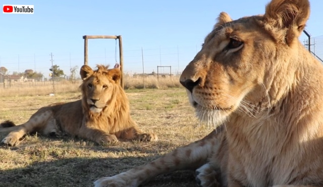 飼いきれないと捨てられた6頭のライオン、飛行機で保護区に空輸され第二のライオン生を歩むことに