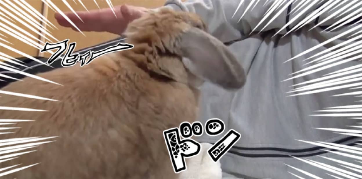 モフ をやめると地団駄を踏んで ウー っと鳴くウサギ カラパイア モフ をやめると地団駄を踏んで ウー っと鳴くウサギ カラパイア