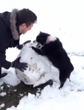 雪だるま 手伝うワン 雪玉コロコロを熱心に手伝う犬 カラパイア 雪だるま 手伝うワン 雪玉コロコロを熱心に手伝う犬 カラパイア